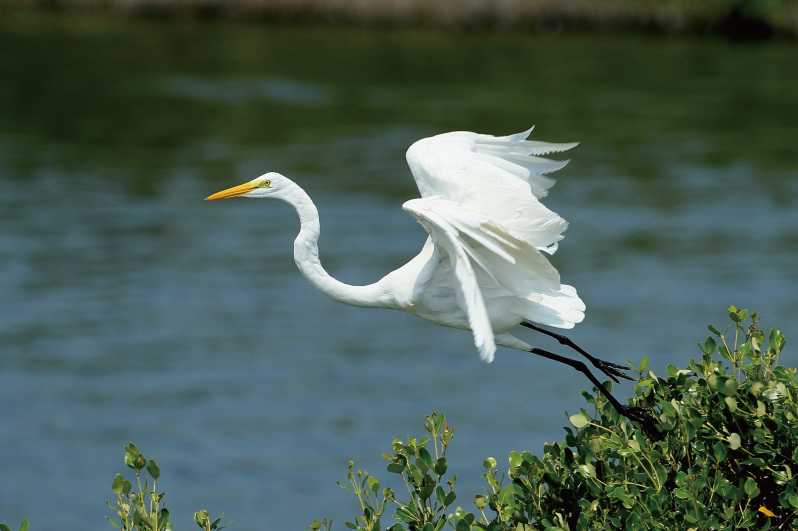 grande aigrette