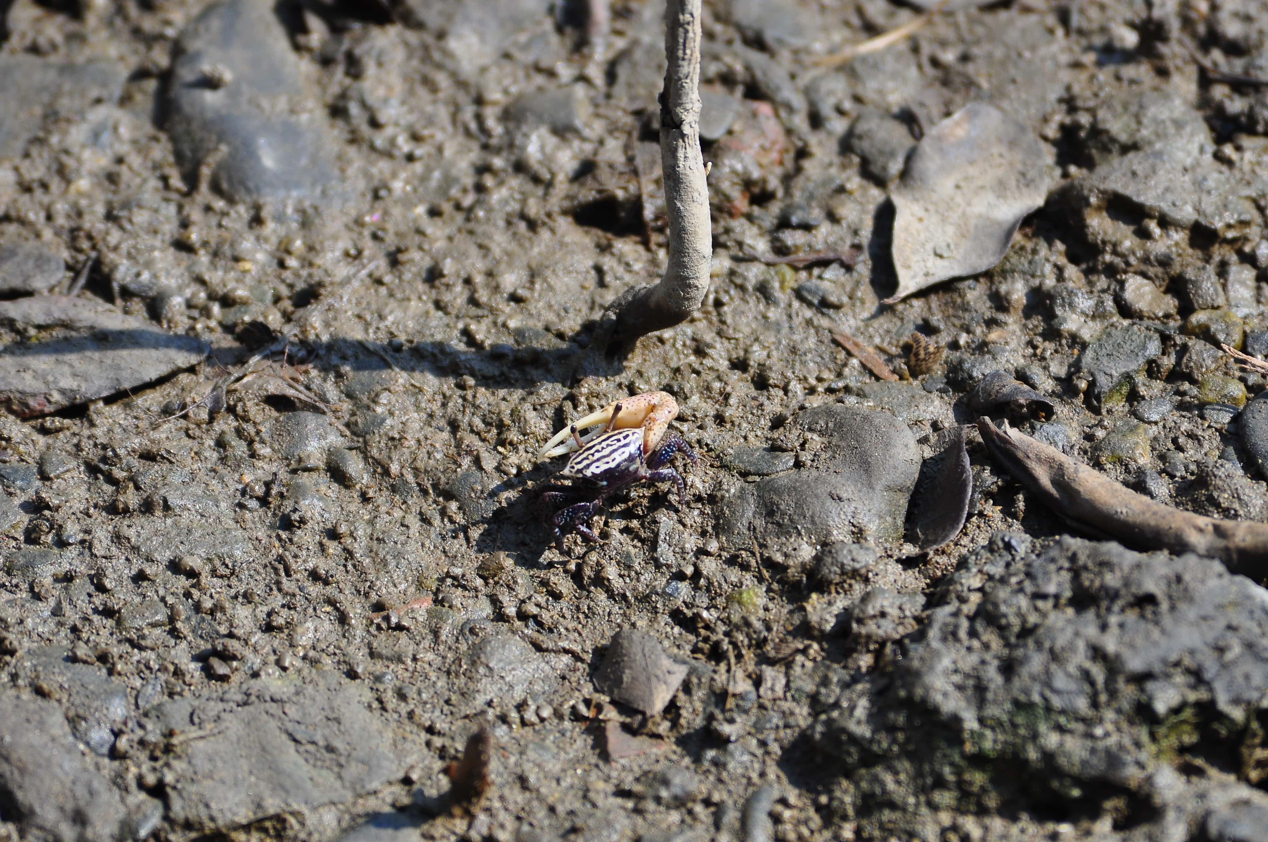 三角招潮蟹是台灣產最迷你的招潮蟹