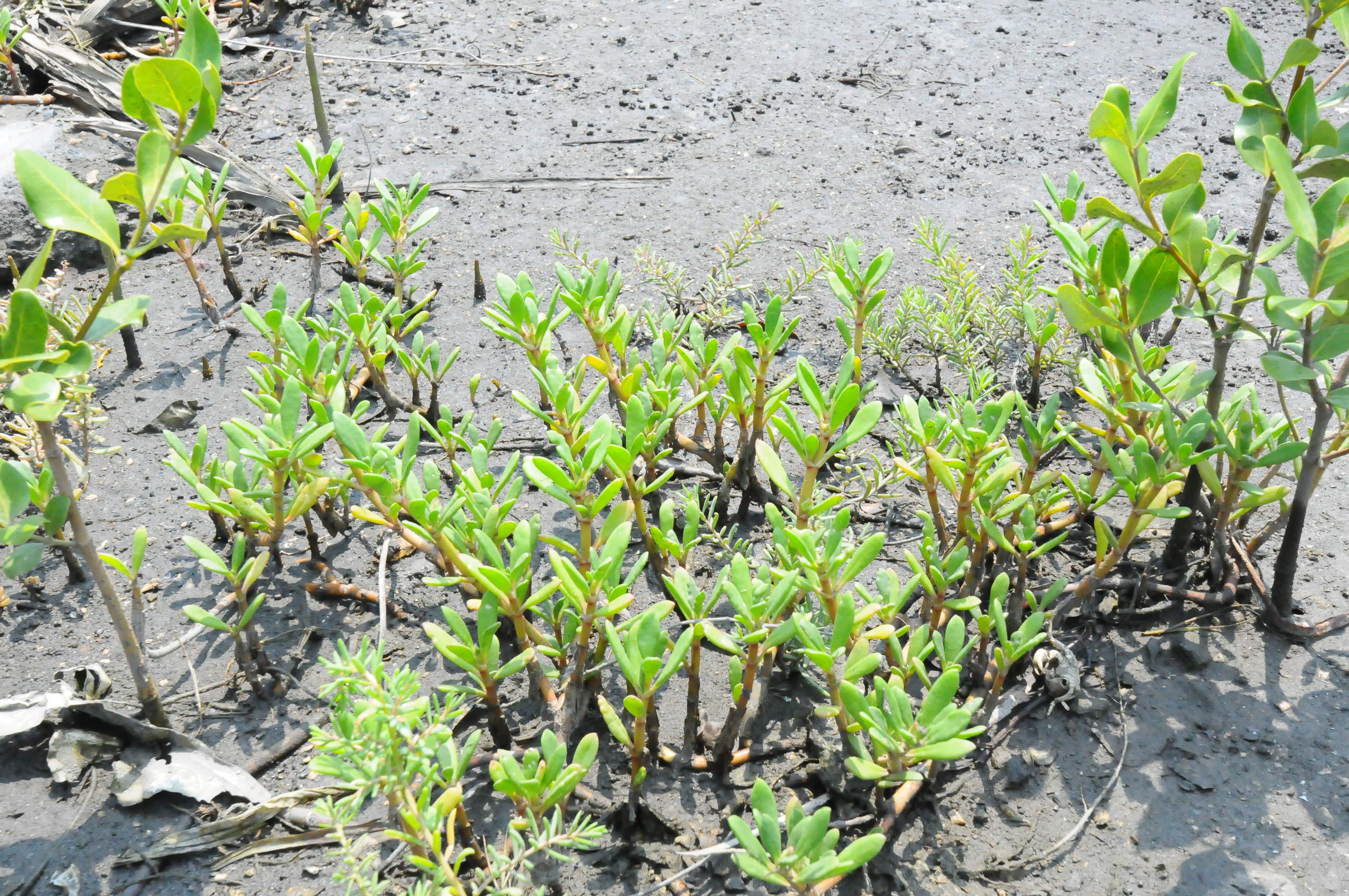 purslane