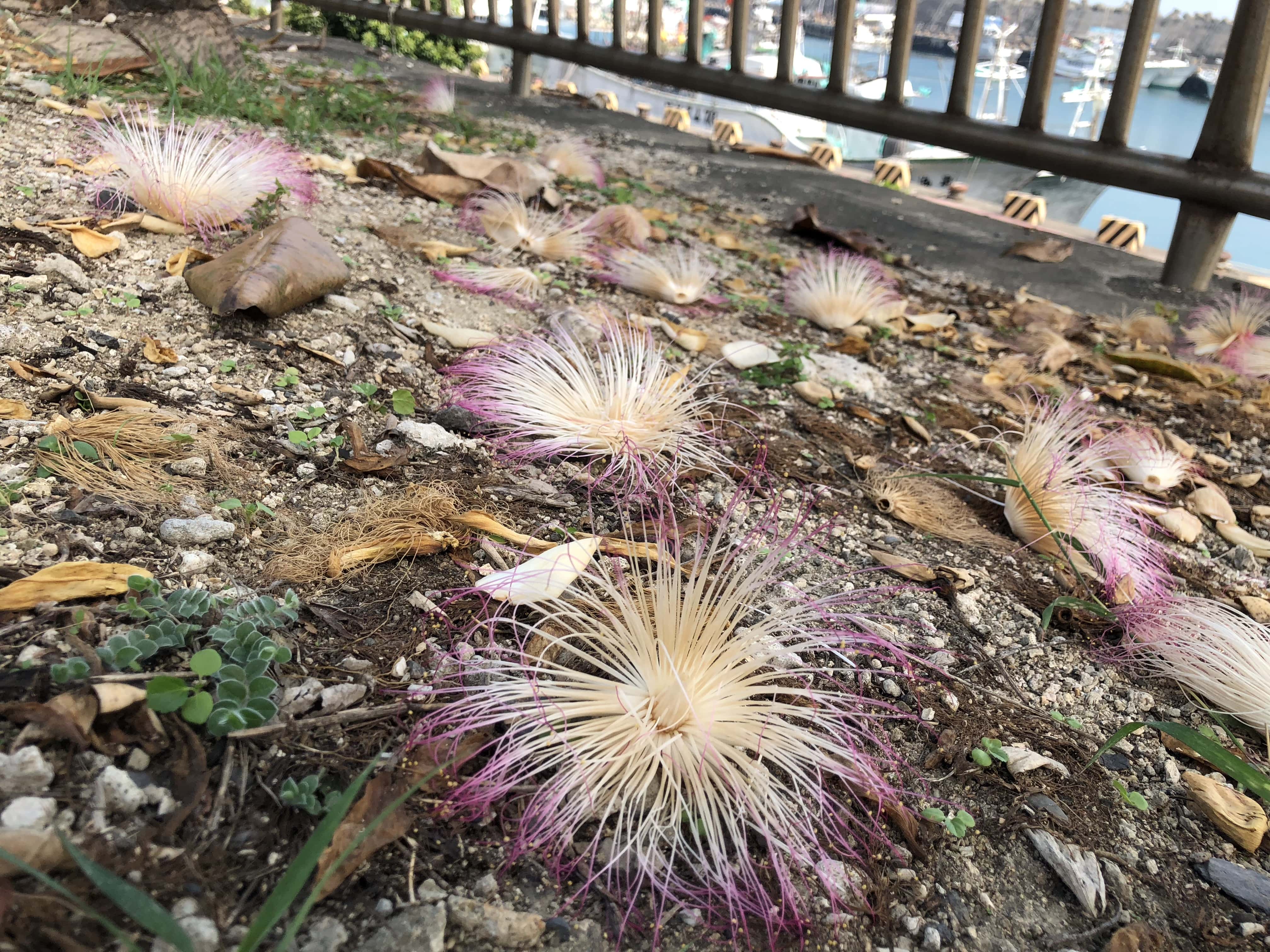 小琉球棋盤腳花,夜晚開花天明凋落