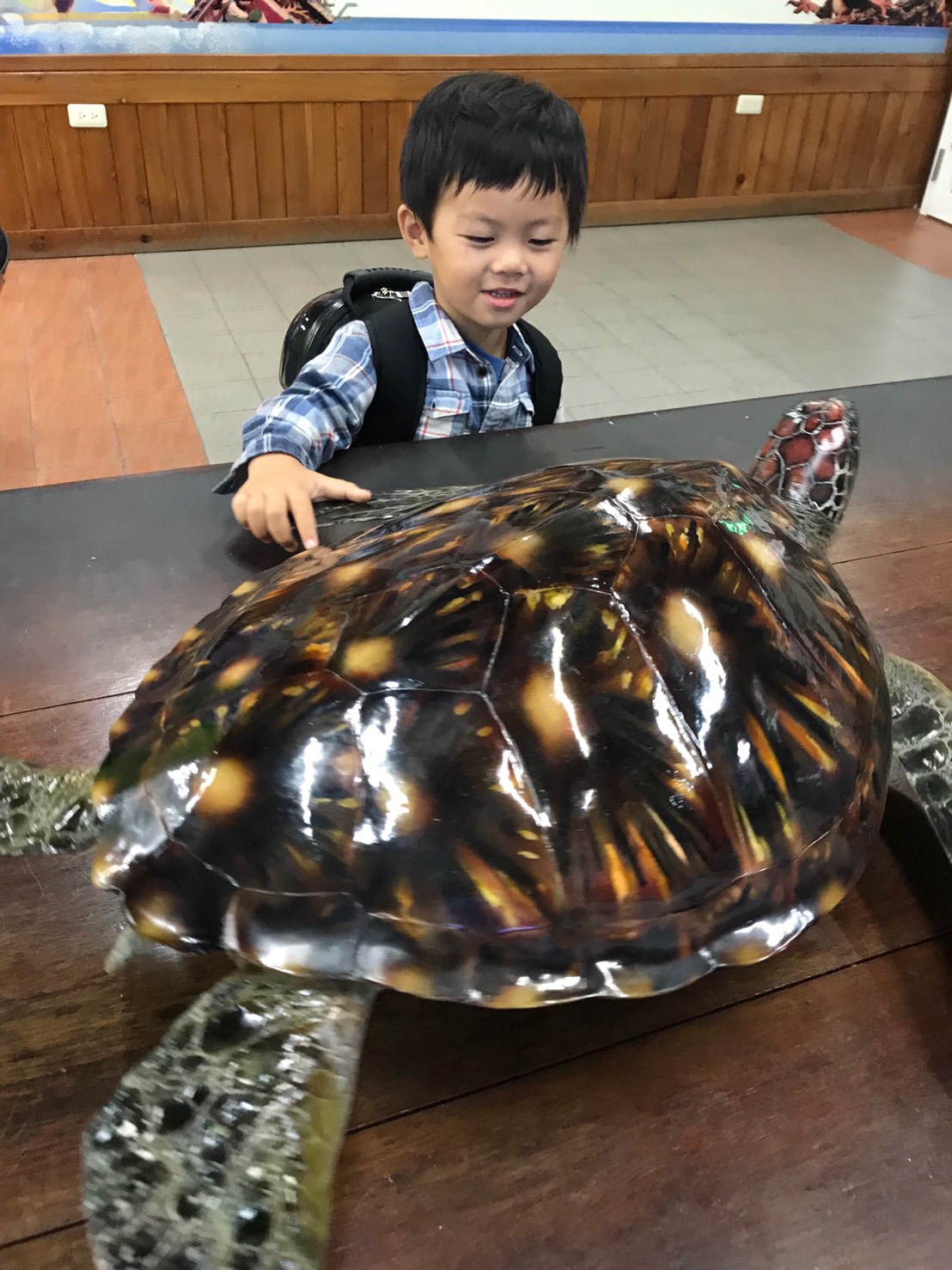 大鵬湾国家風景区管理処では琉球ビジターセンターで本物そっくりのアオウミガメを提供し、行楽客の皆様が体験できるようにしています。" 大鵬湾国家風景区管理処では琉球ビジターセンターで本物そっくりのアオウミガメを提供し、行楽客の皆様が体験できるようにしています。