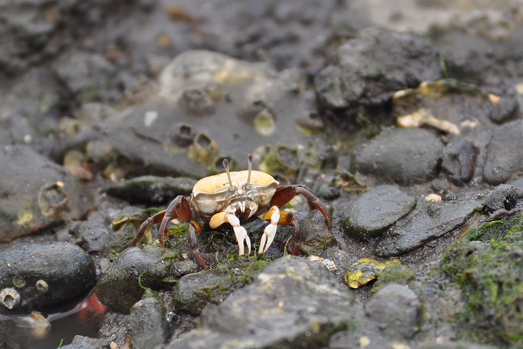 北方凹指招潮蟹