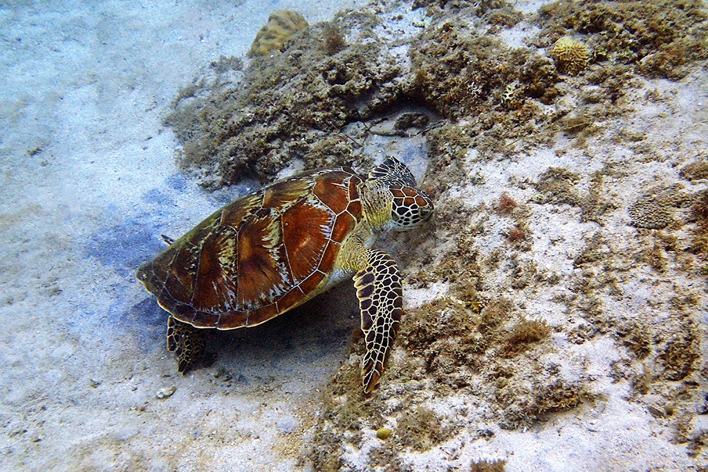 海龜明星 貪玩鬼