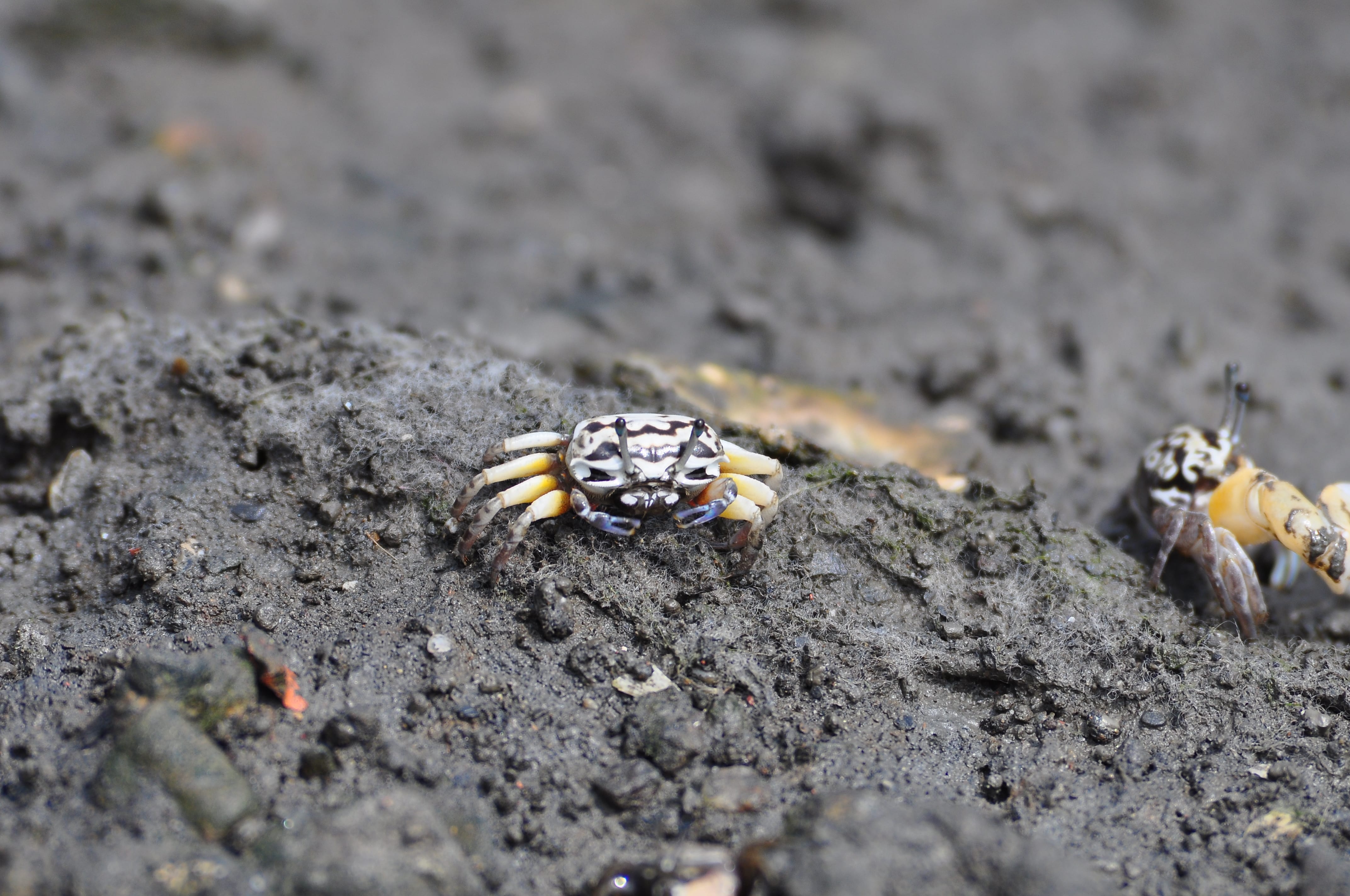 白扇招潮蟹閩南語俗名夯白扇仔