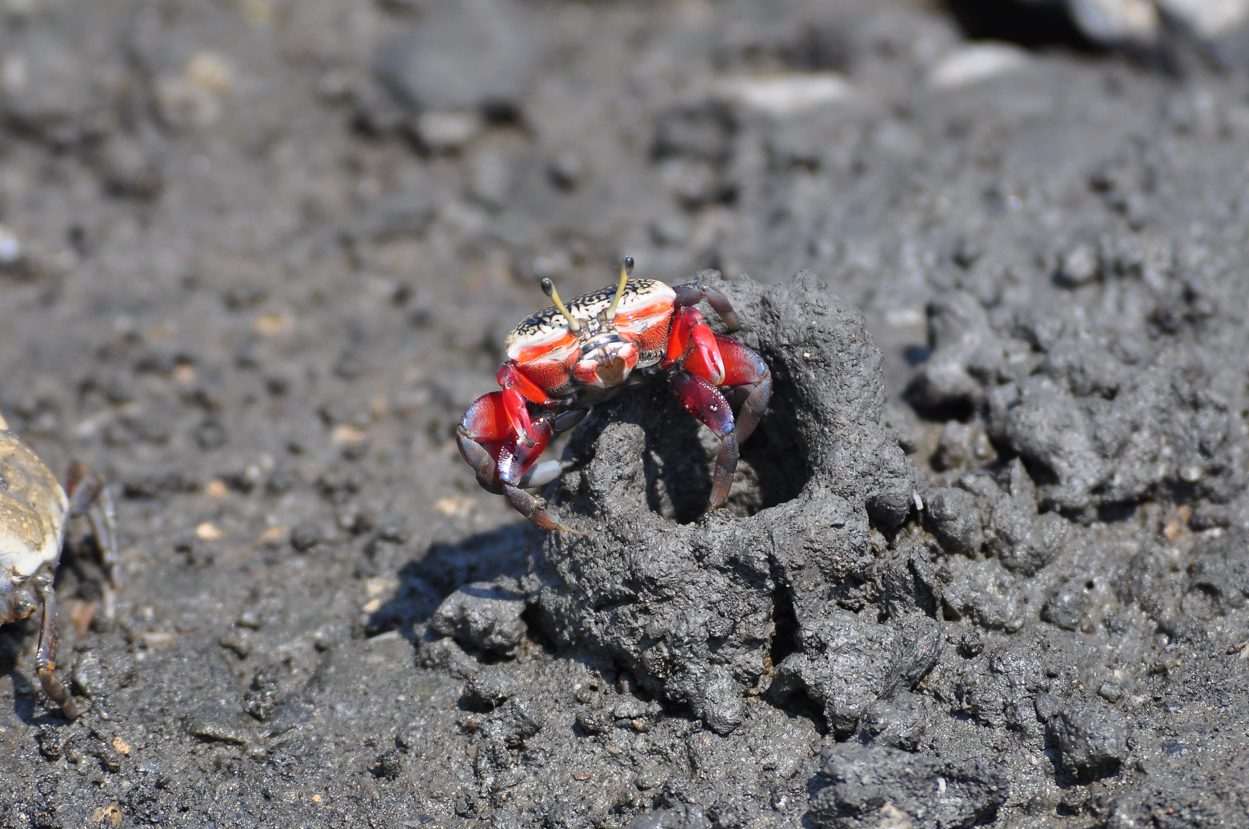 網紋招潮蟹閩南語俗名大栱仙