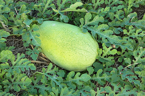 恆春半島台灣唯一冬天產西瓜的地方