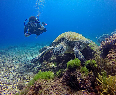 綠蠵龜生態旅遊網