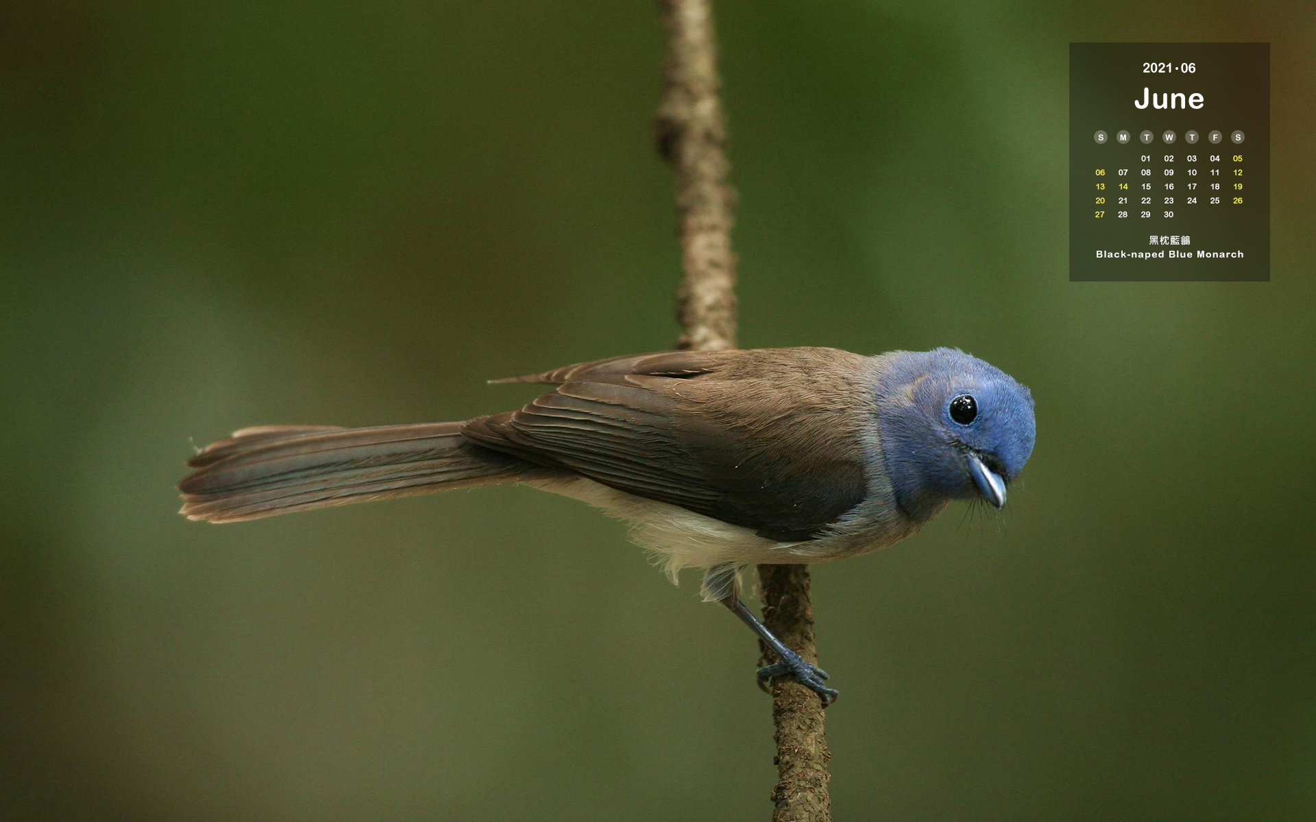 Calendar Wallpaper : JUNE (Black-naped Monarch )