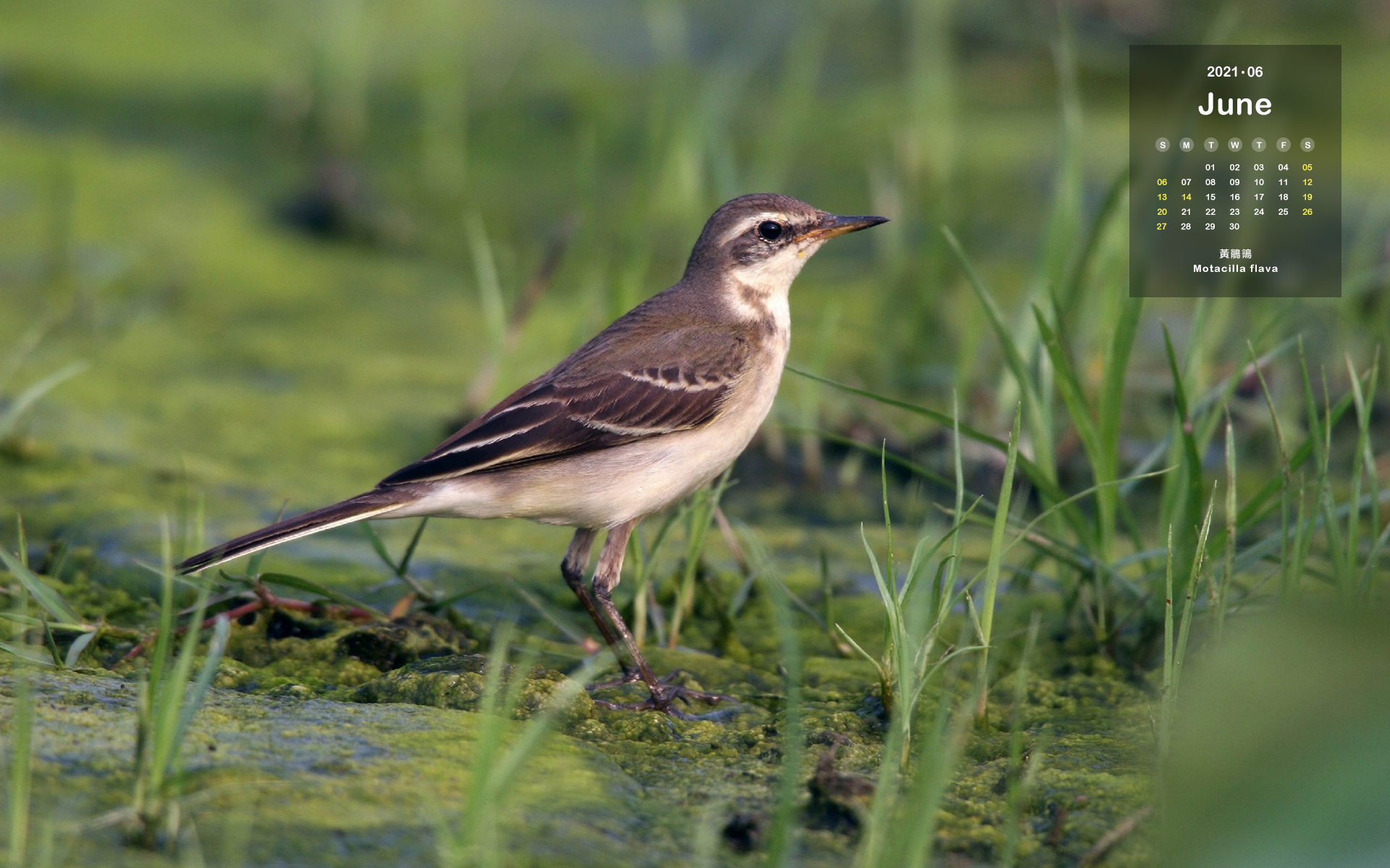 Calendar Wallpaper : JUNE (Motacilla flava)