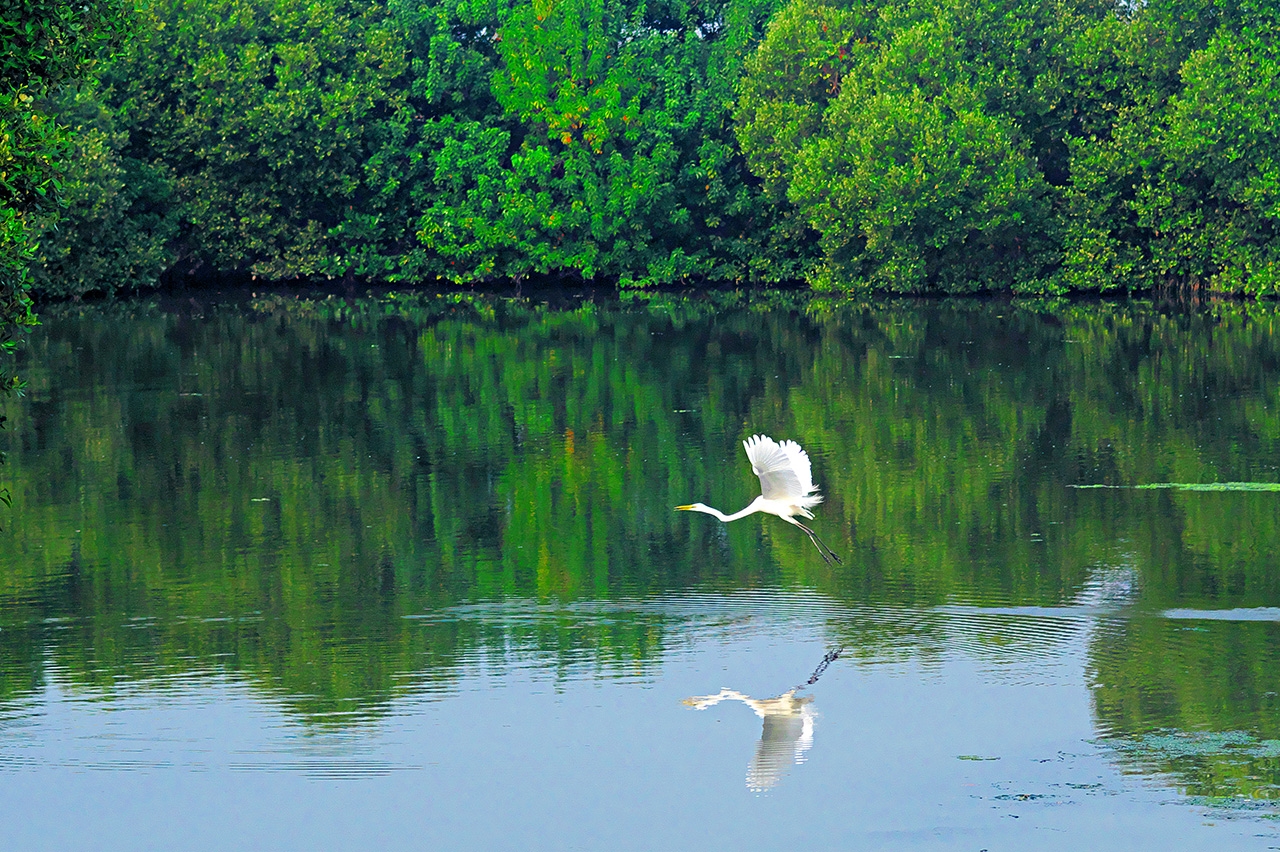 Dapeng Bay Constructed Wetland