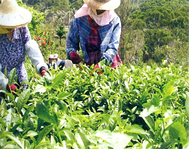 헝춘 삼보 &quot;치오 니안, 양파, 수박&quot;