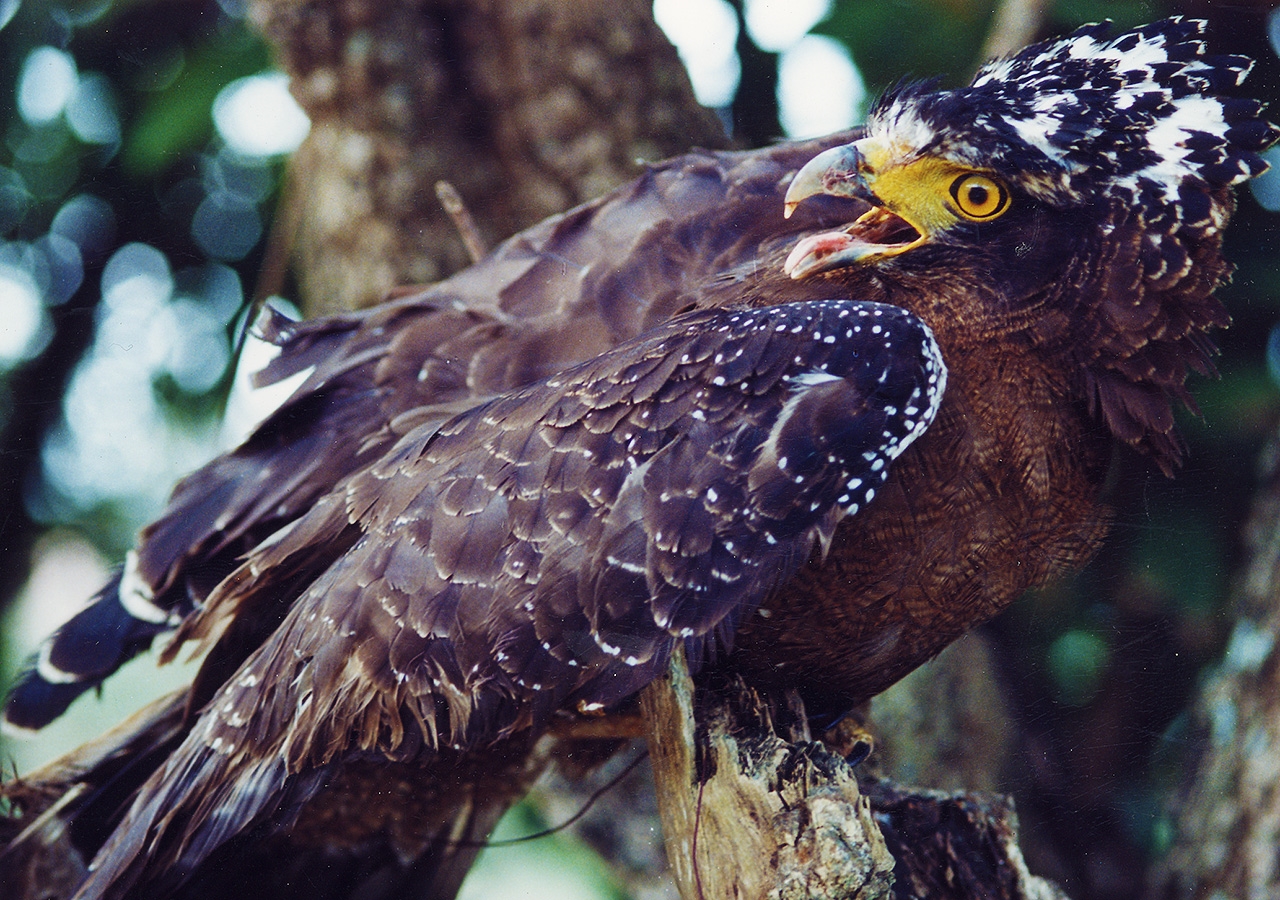 Eagle-Observation at Manjhou