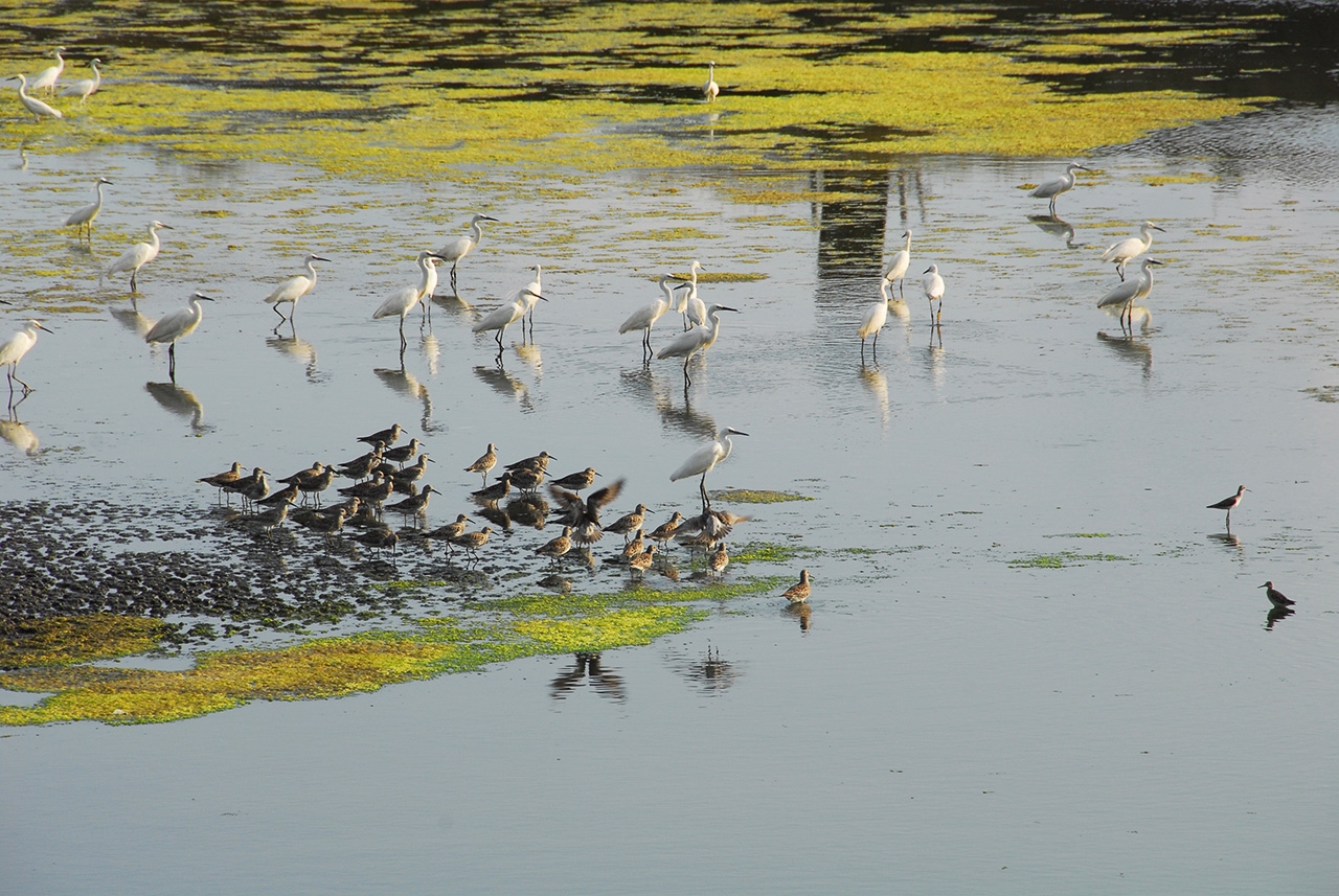 Longluan Pond ecology