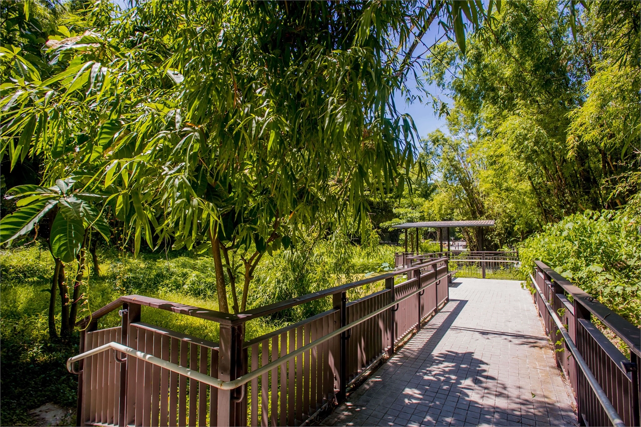 Forêt humide de bambous du temple de Biyun