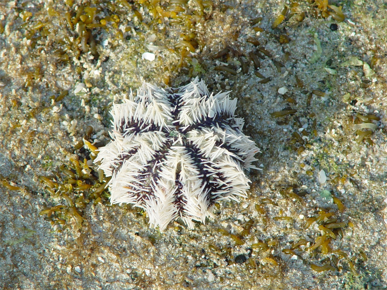 Weiße Dornen, drei Reihen Seeigel