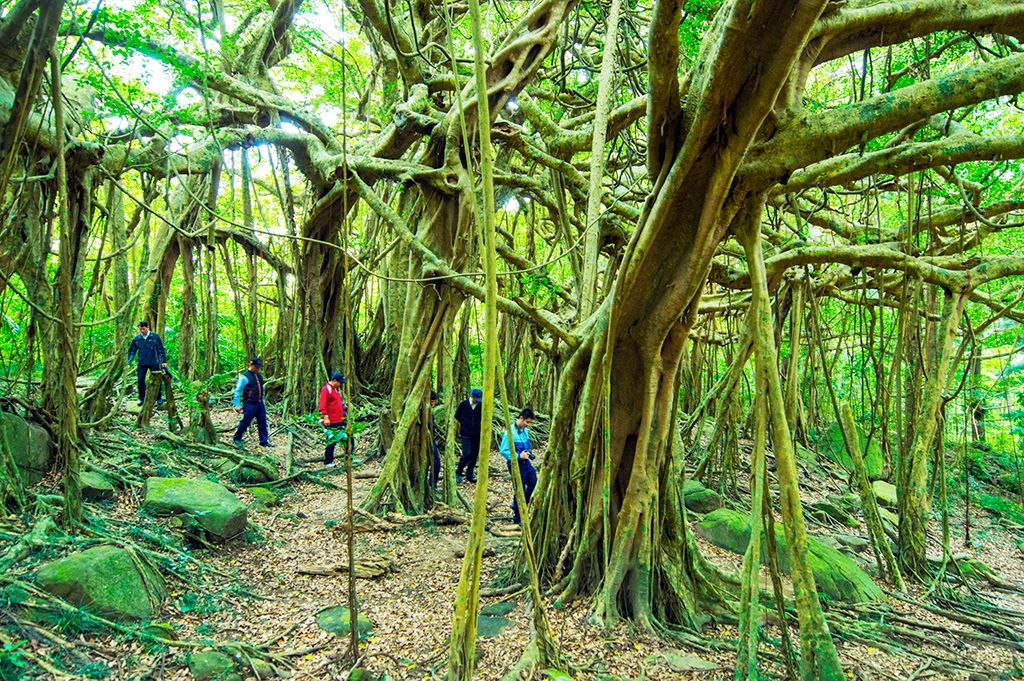 Gigantic banyan tree roots 