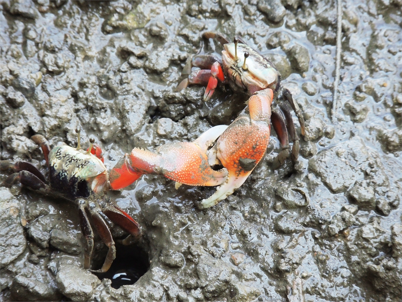 Retikulierte Krabben bekämpfen sich gegenseitig