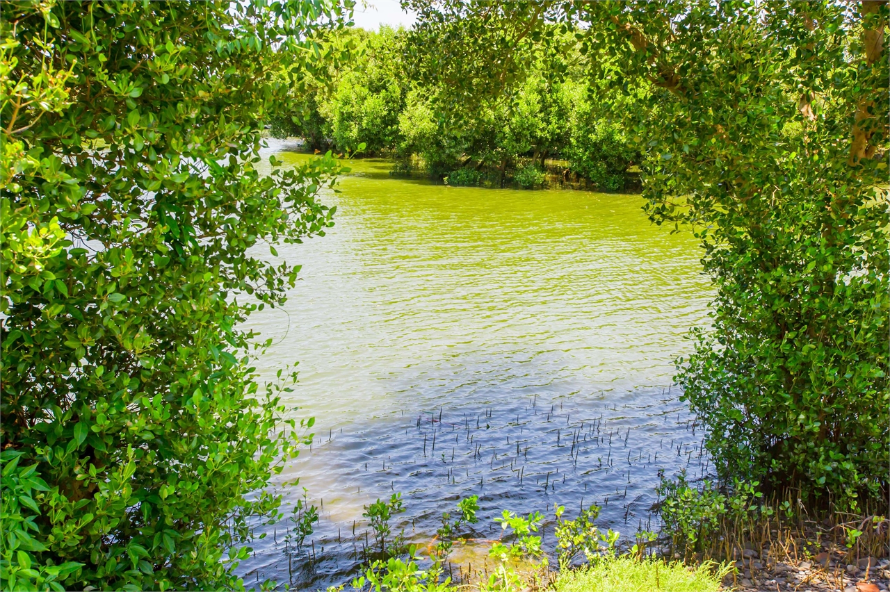 Une vue de la zone humide de la rive droite