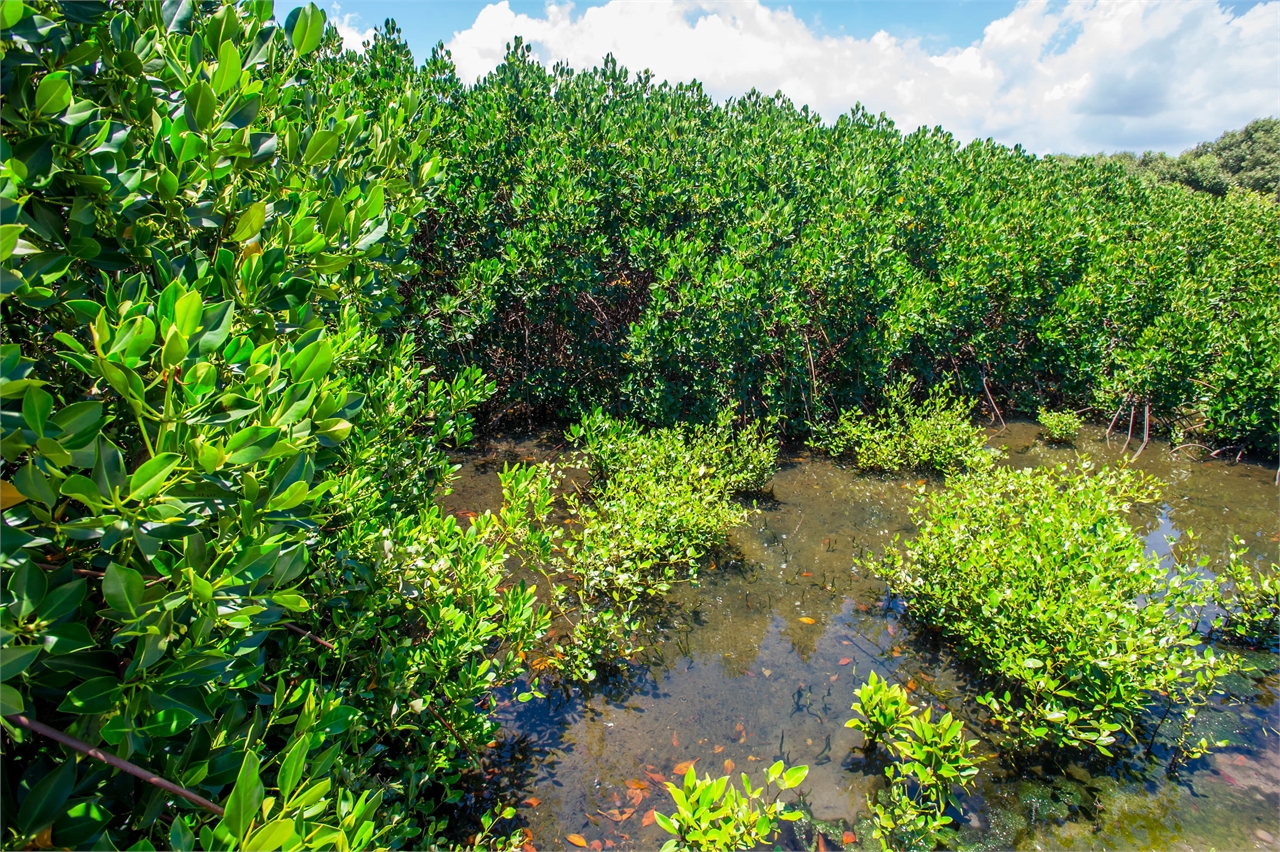 Restored mangrove plants 