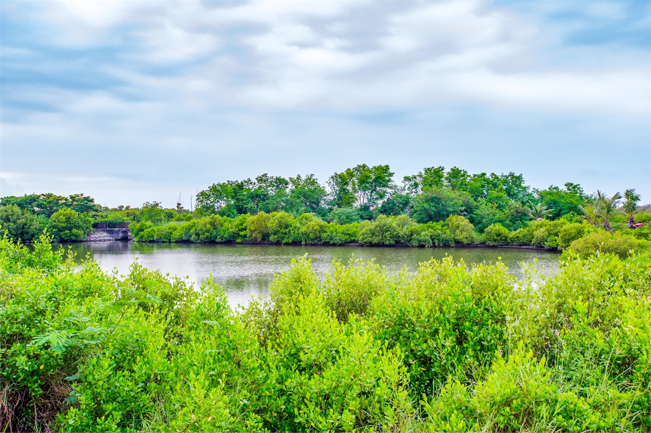 Mangrove Wetland Restoration Park