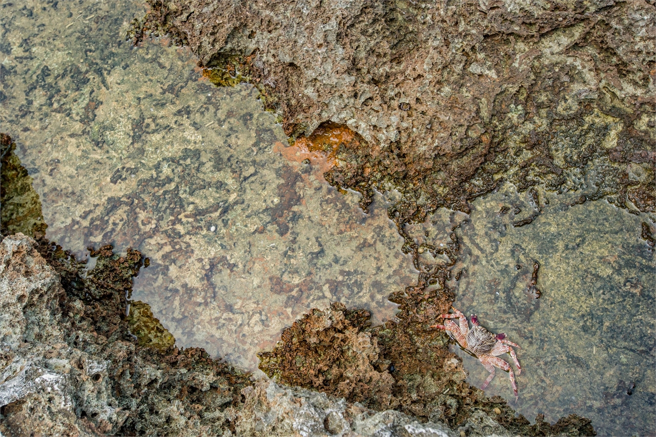 Organisme intertidal