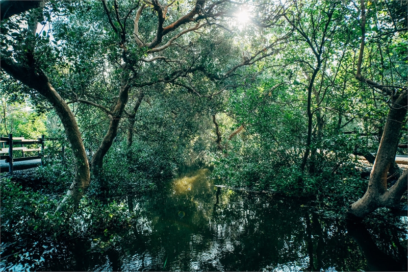 右岸の湿地公園