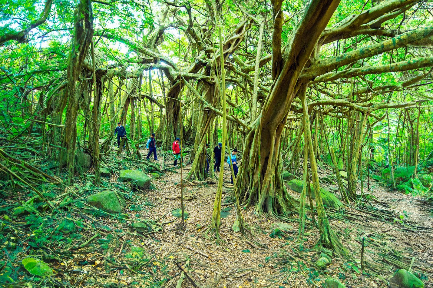 垂榕谷巨大白榕氣根