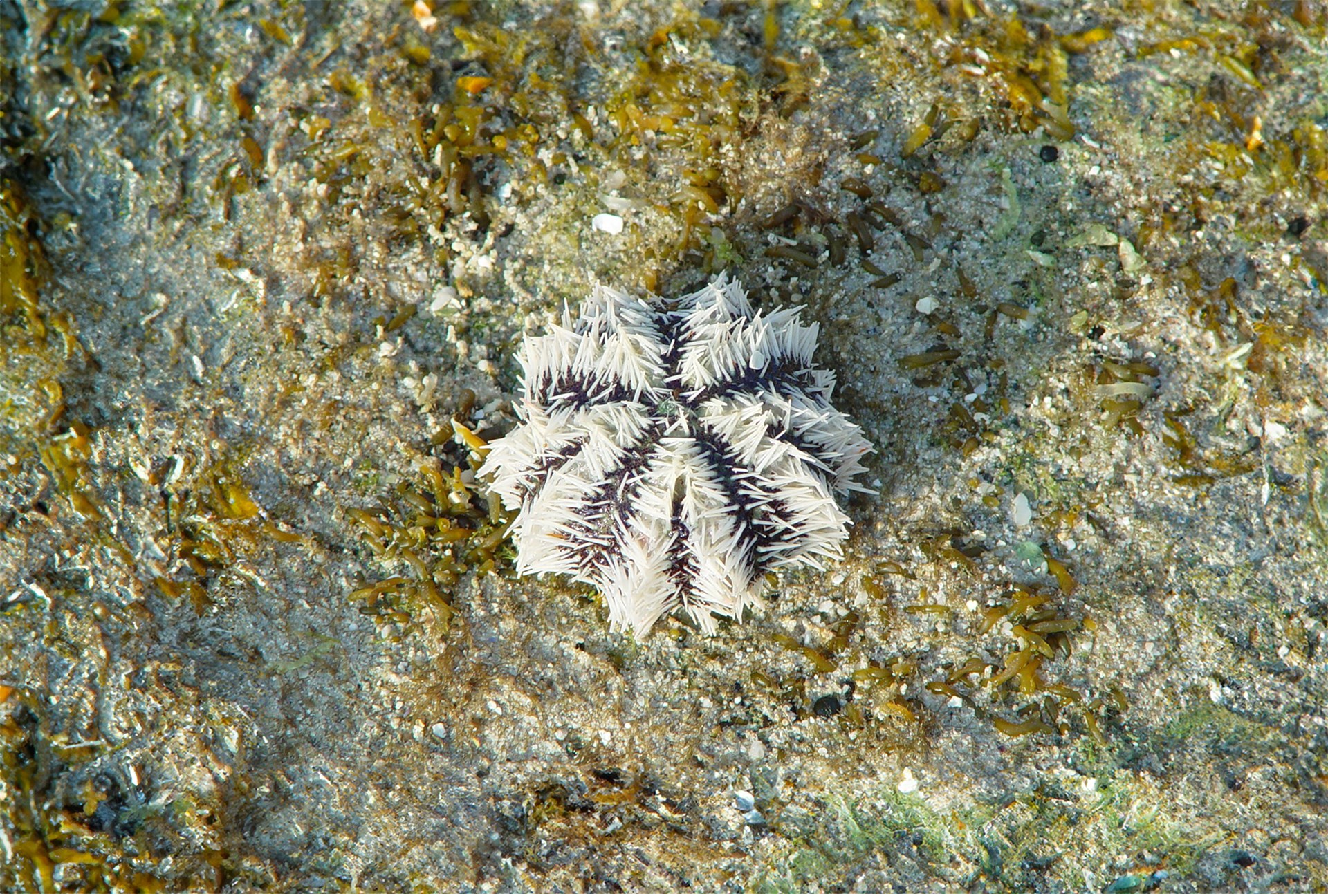 白棘三列海膽-馬糞海膽