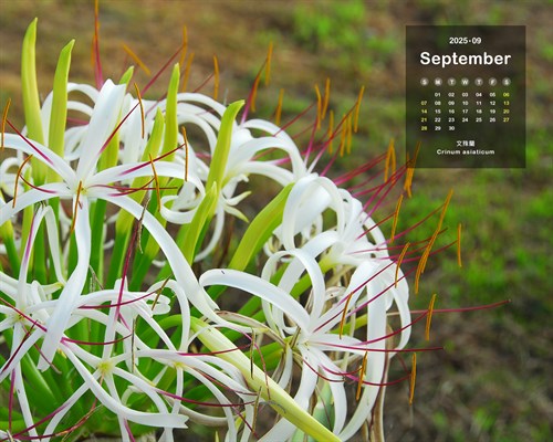 月曆桌布：2025/9月 文殊蘭