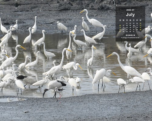月曆桌布：2025/7月 濕地鳥類生態