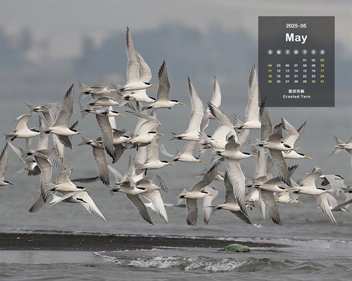月曆桌布：2025/5月(鳳頭燕鷗)