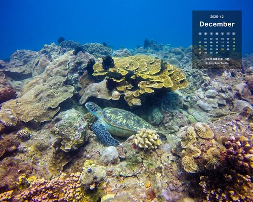 月曆桌布：2025/12月 小琉球海龜明星 刀疤