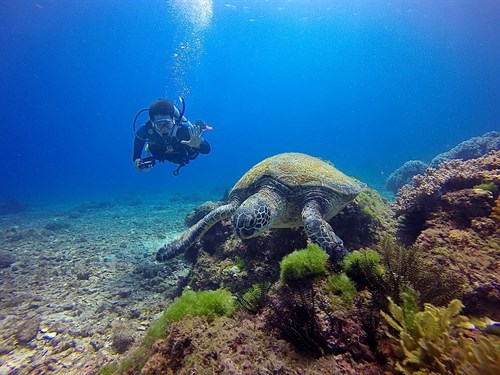 海洋委員會115年度補助學術機構、研究機關(構)及海洋科技業者執行海洋科技專案