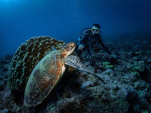 海洋委員會海洋保育署「海洋生物復育申請網站」已正式上線